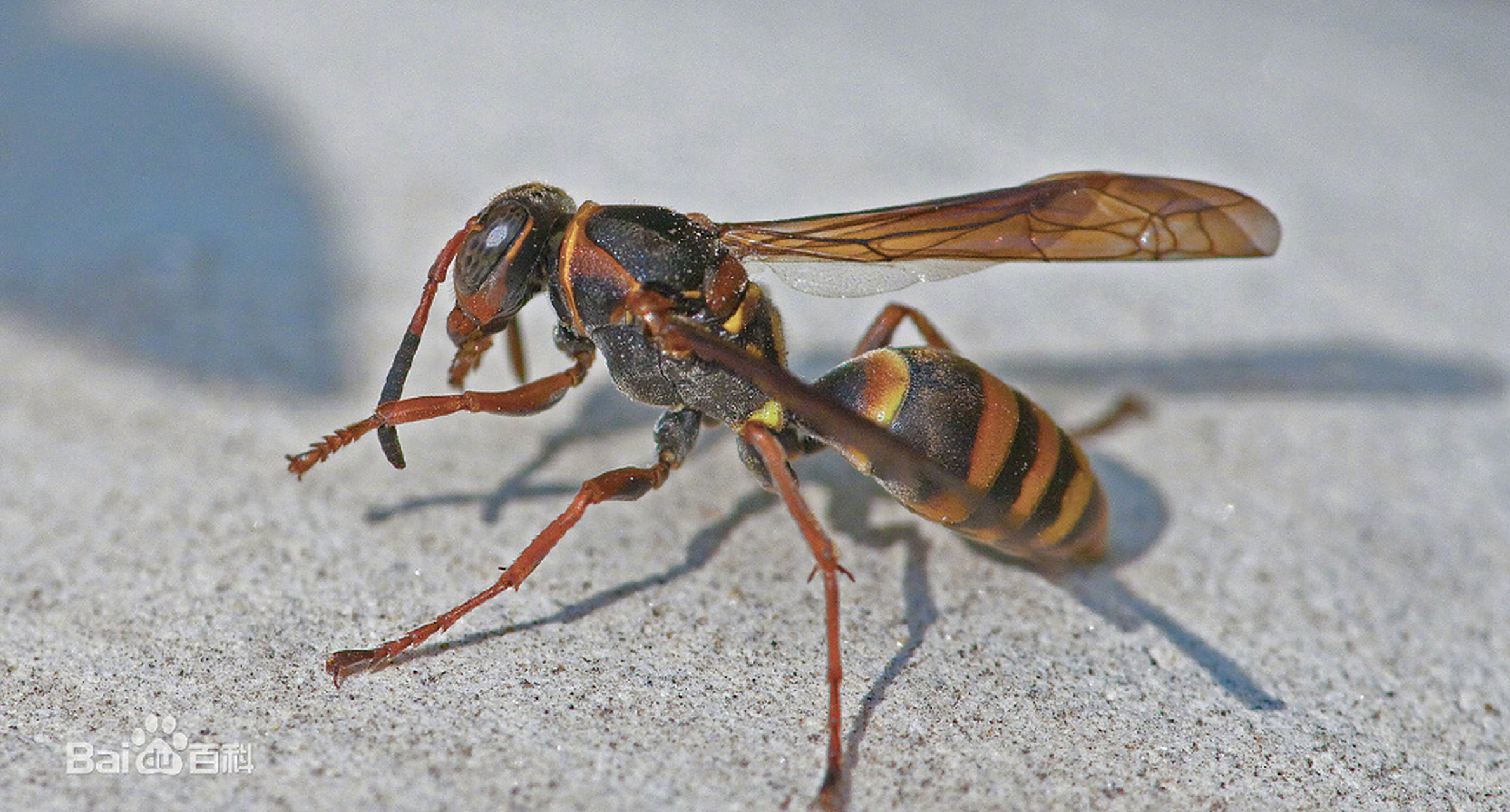 原来马蜂不产蜂蜜! 马蜂是杂食偏肉食性的昆虫,一般以植物的花蜜,果实