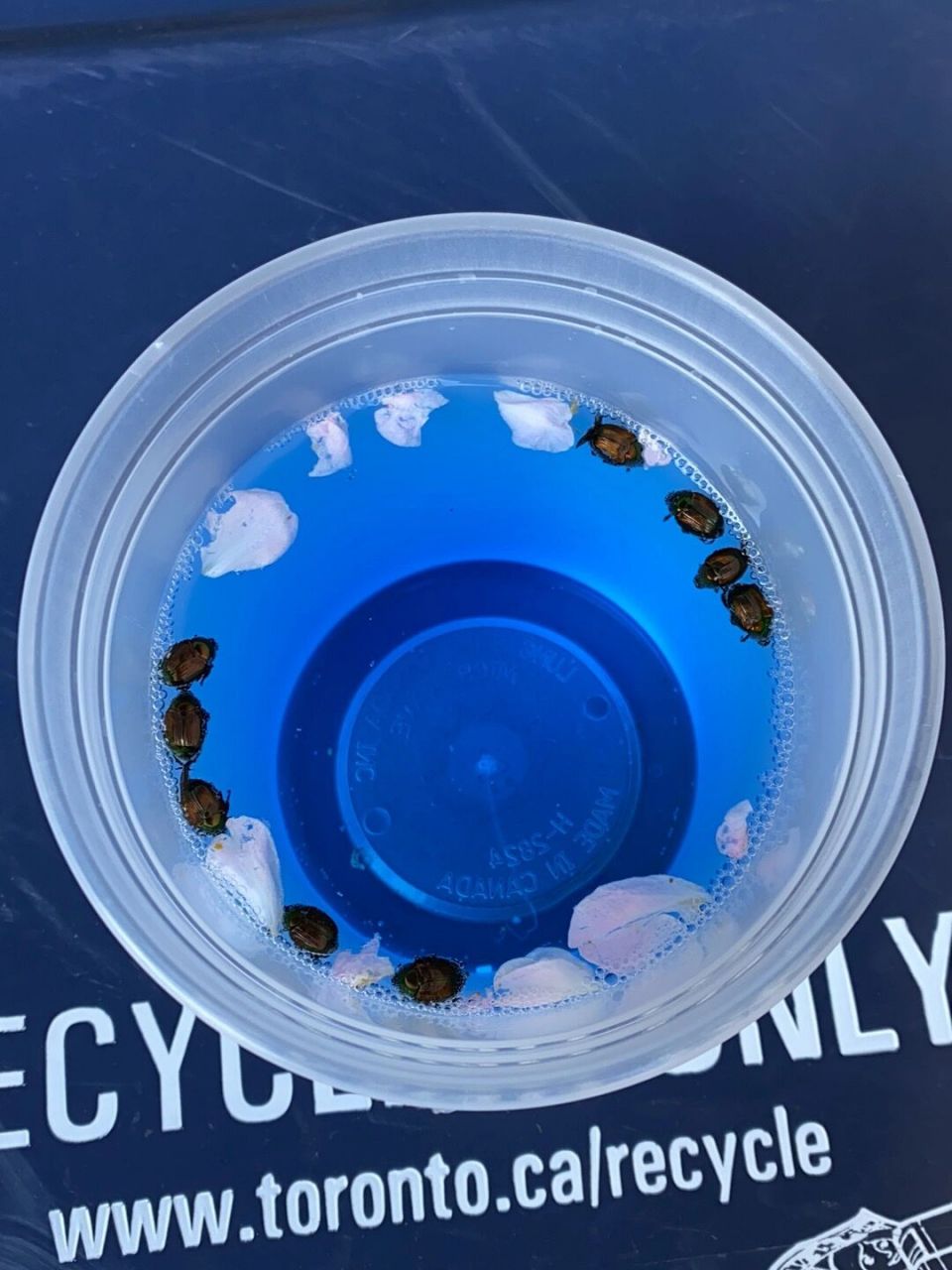 🇨🇦北美入夏后金龟子🪲来了该如何防 今天出门看见"鬼子"进村