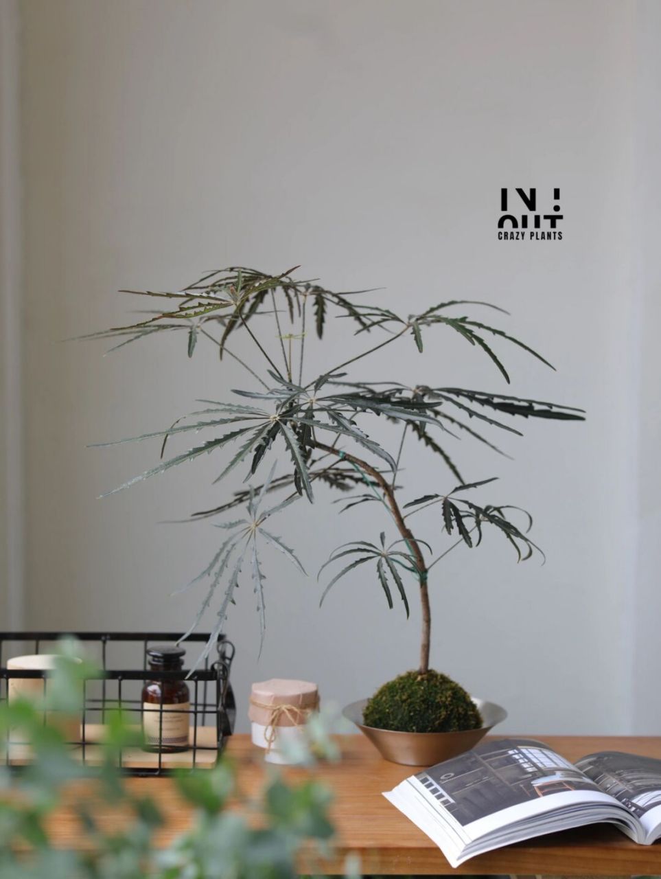 高级好养的澳大利亚孔雀木苔藓球桌面盆栽 墨绿色叶片神秘高级,齿状