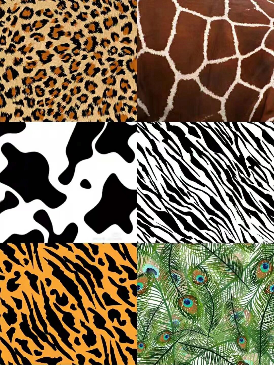 动物的花纹