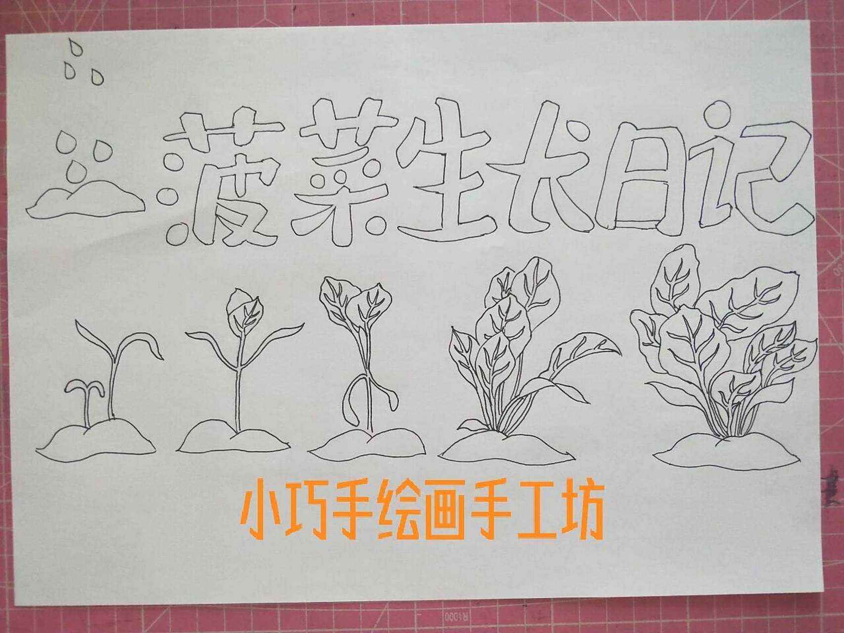 蔬菜种植过程简笔画图片