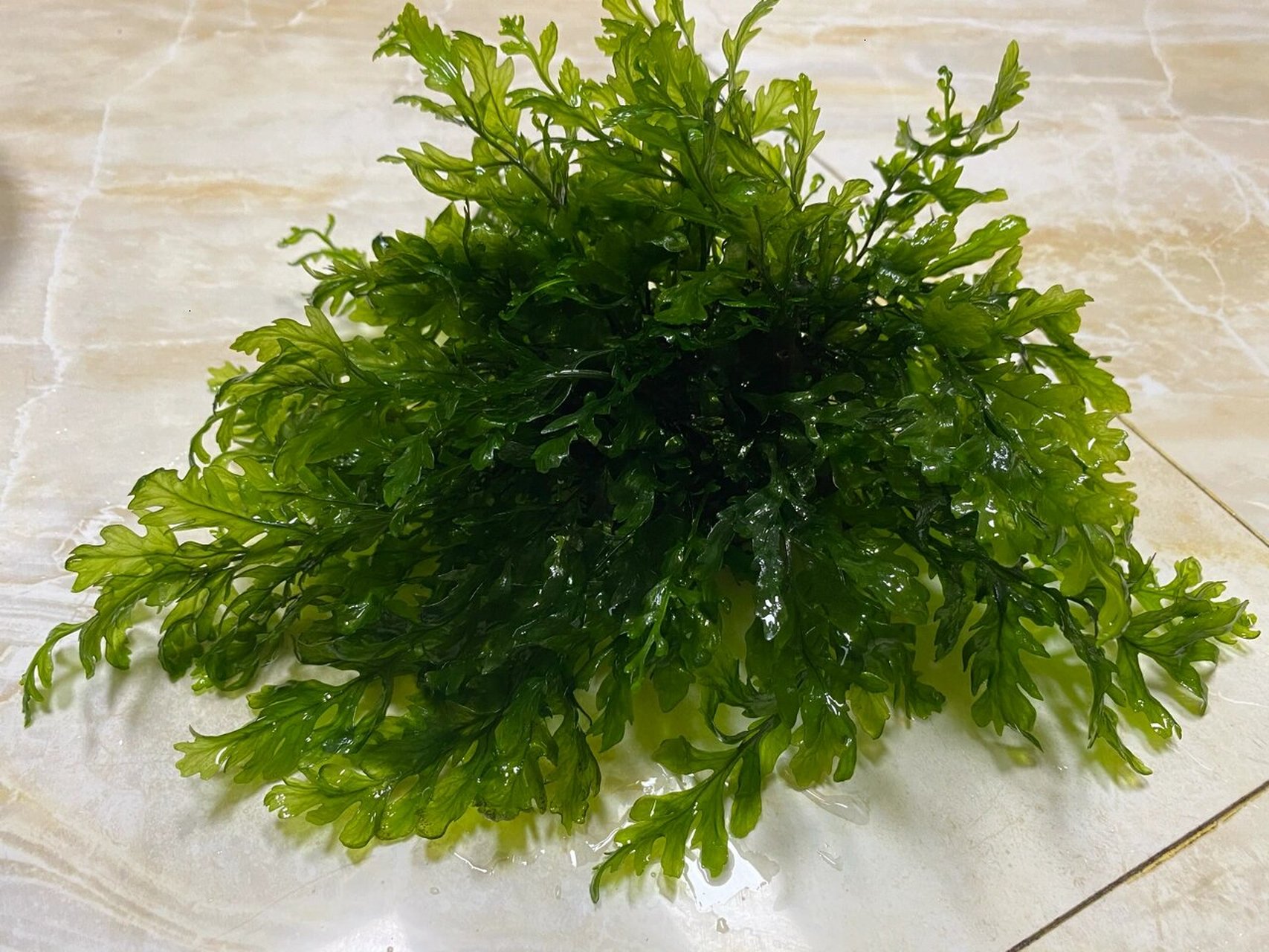 nb植物活力素,救活了我的黑木蕨水草 nb活力素(非hb101)生长活力素在
