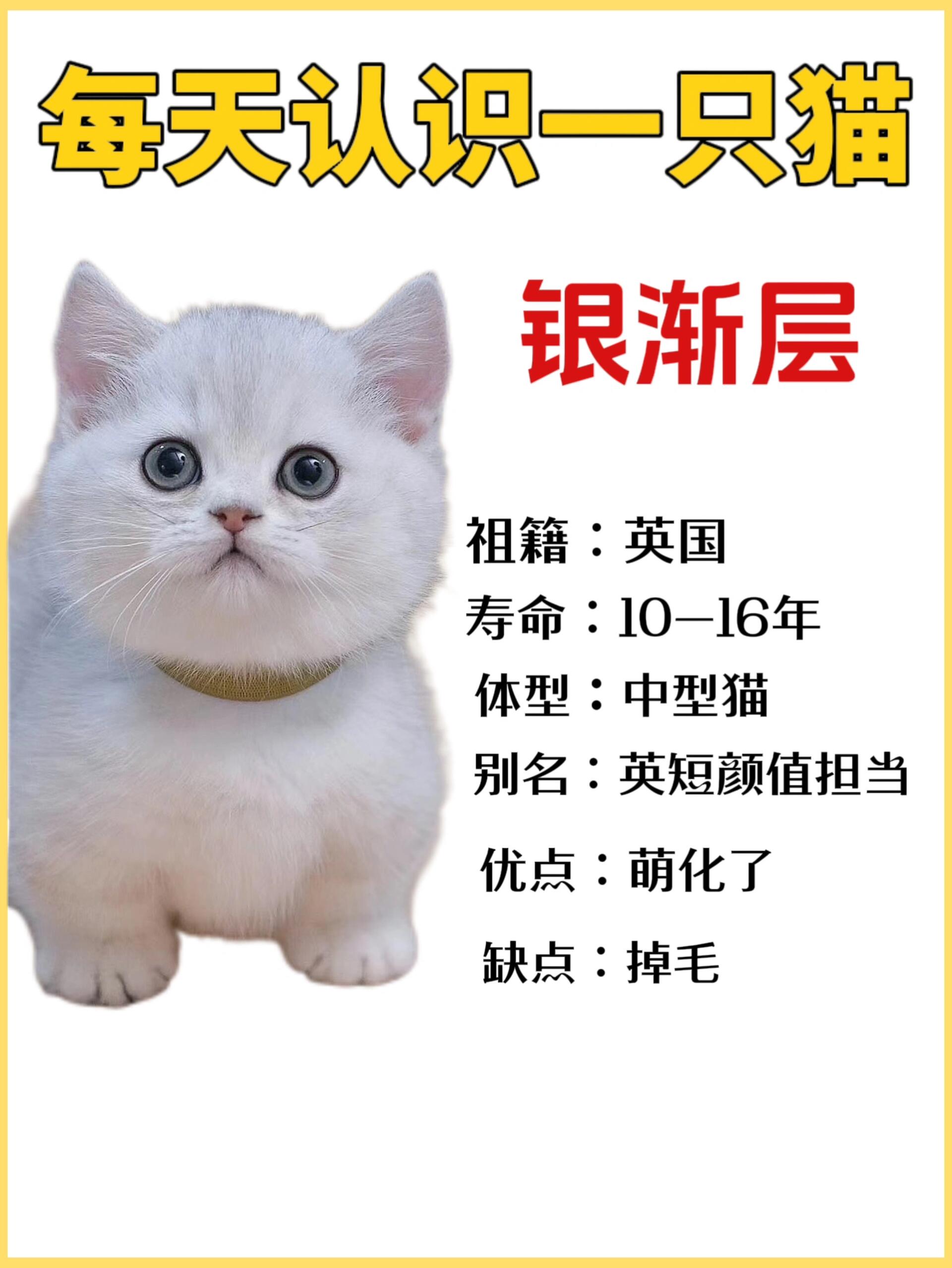 每天认识一只猫