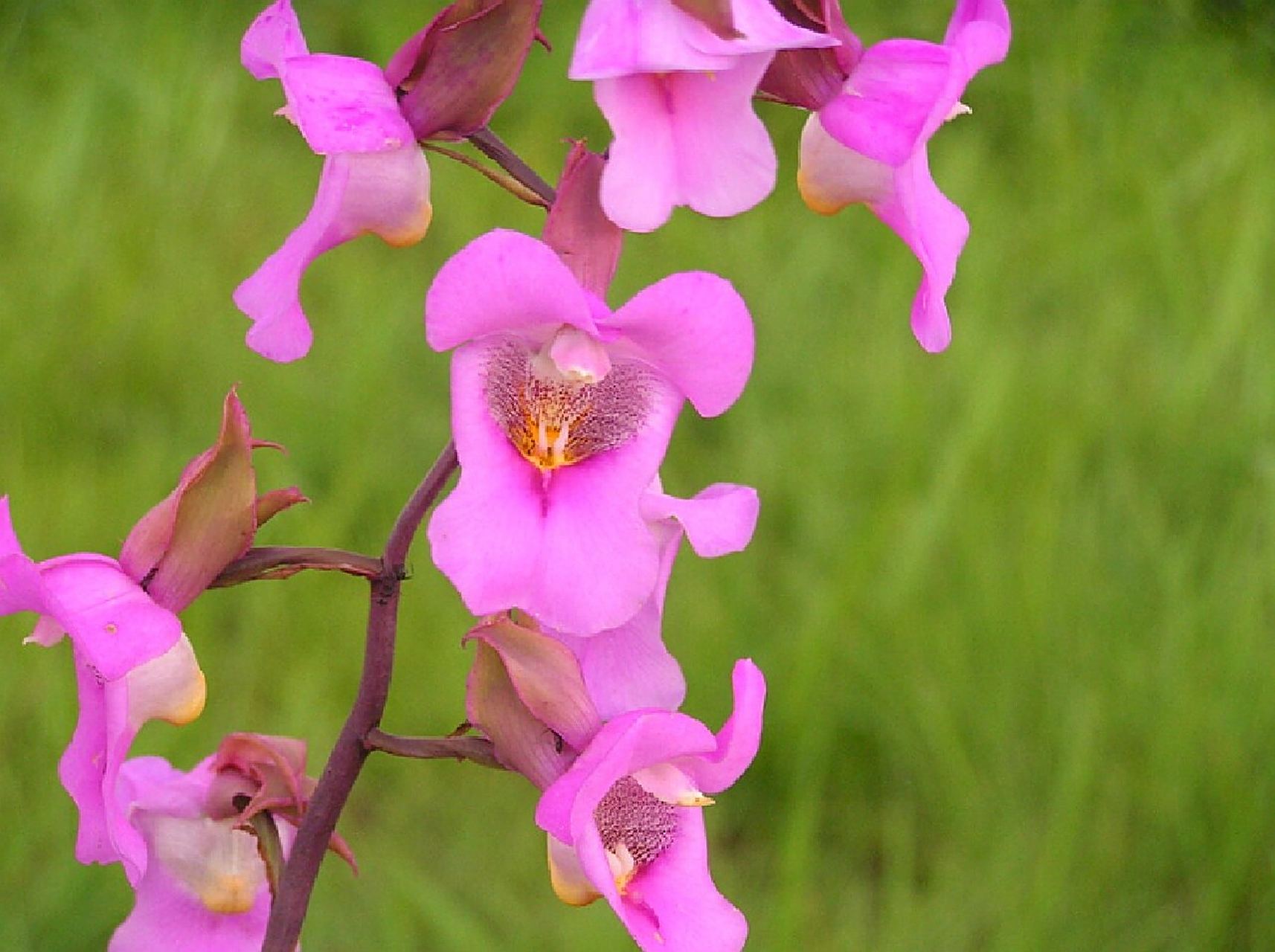 罩唇美冠兰 罩唇美冠兰 eulophia cucullata 美冠兰亚族—美冠兰属