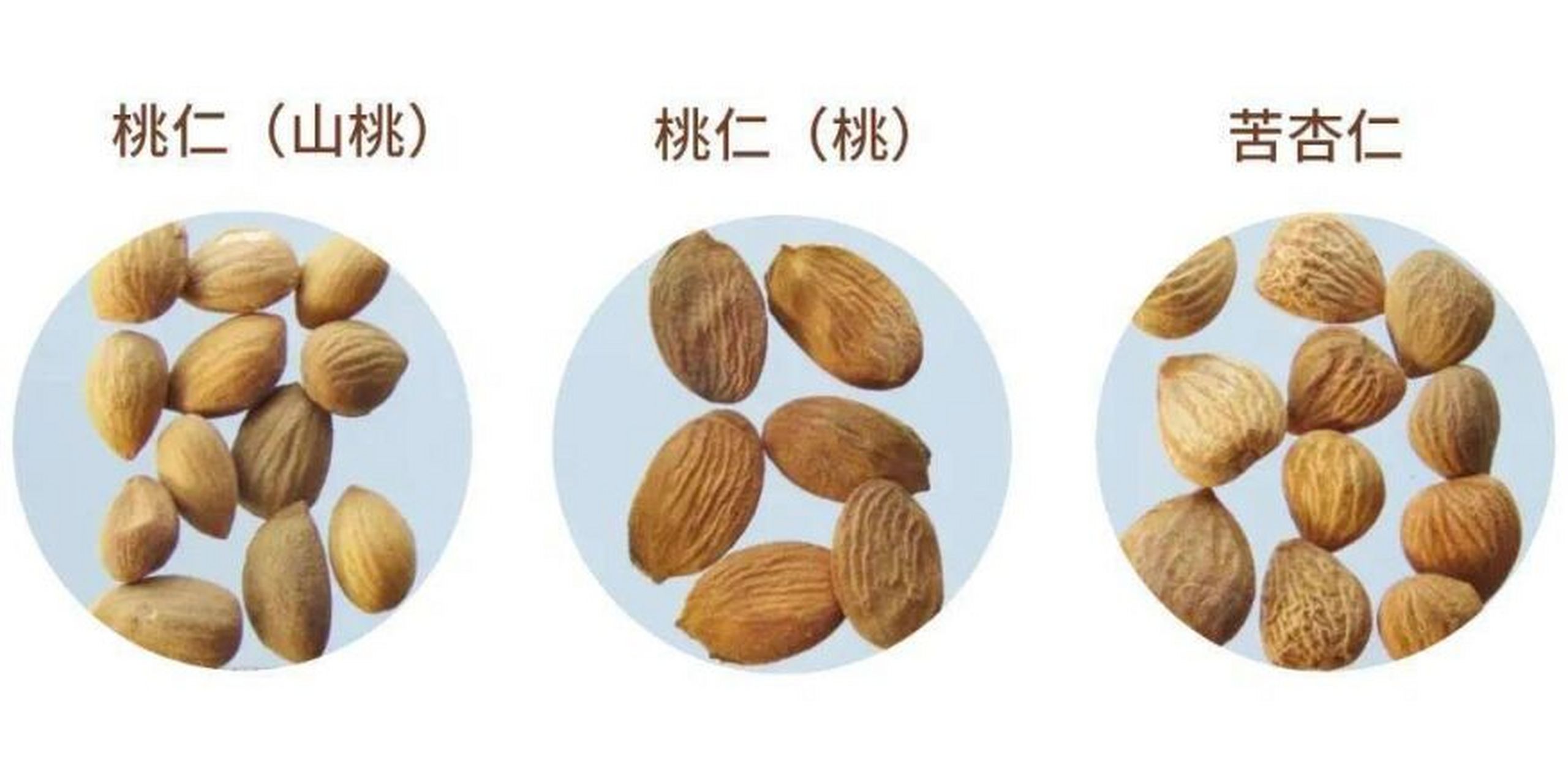 苦杏仁和桃仁的对比 1.