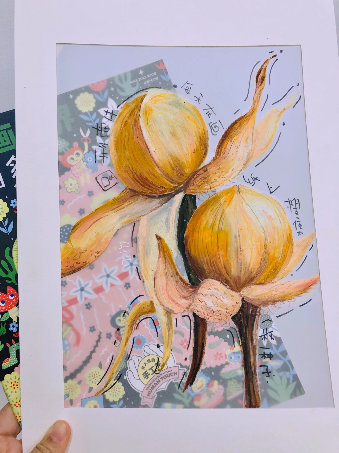 070600圆形牵牛花种子 色彩写生 ?小试一次硫酸纸在绘画 	 ?