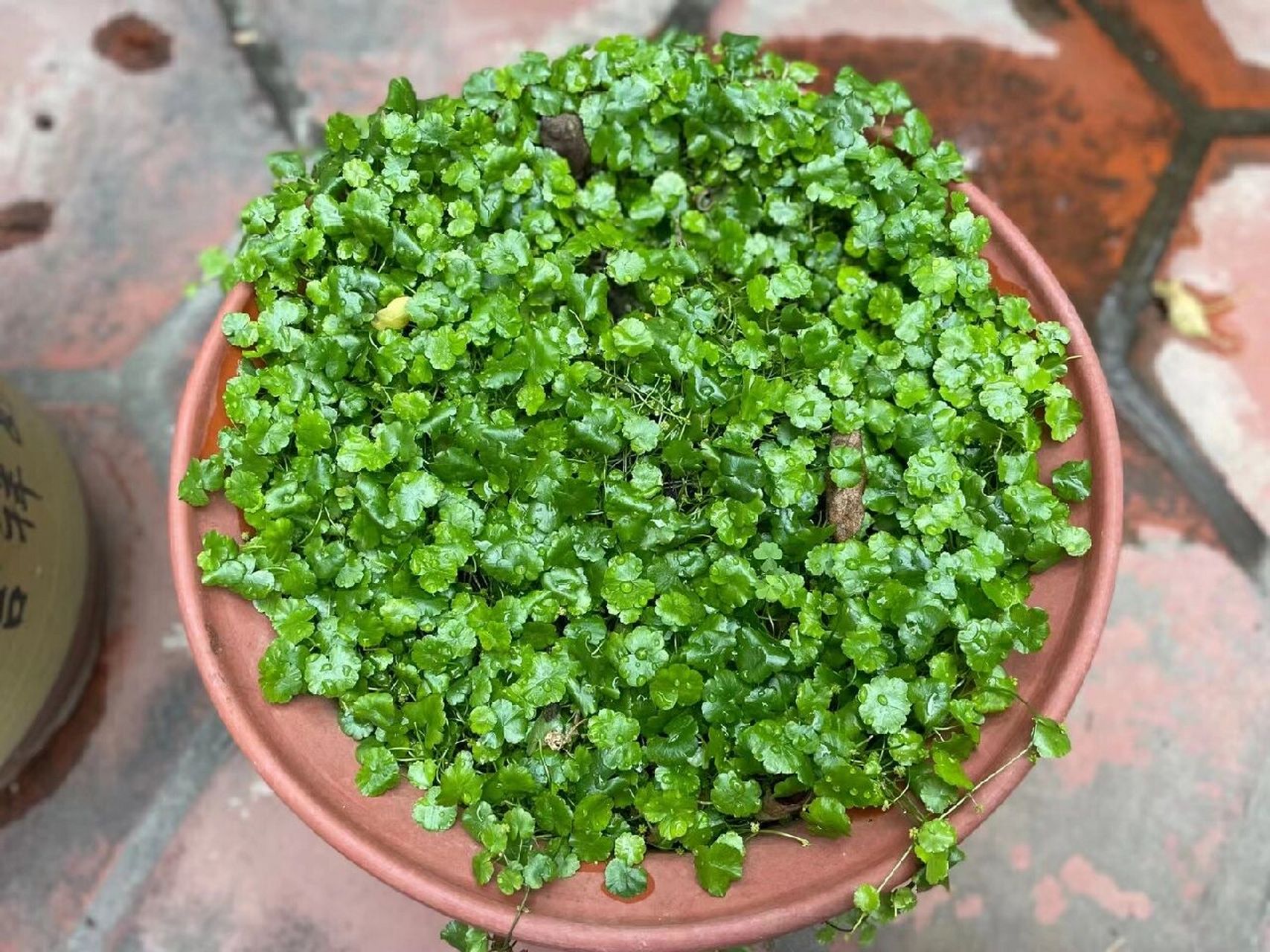 遍地锦常用于治疗各种热性的口腔溃疡,口腔炎,民间采其煮水代茶喝