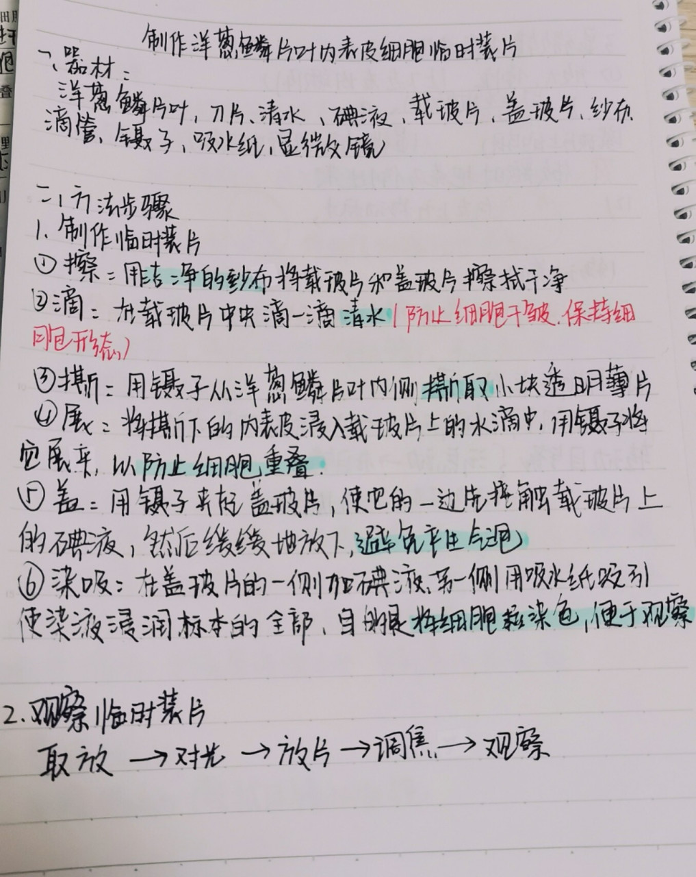 实验报告洋葱手绘图图片