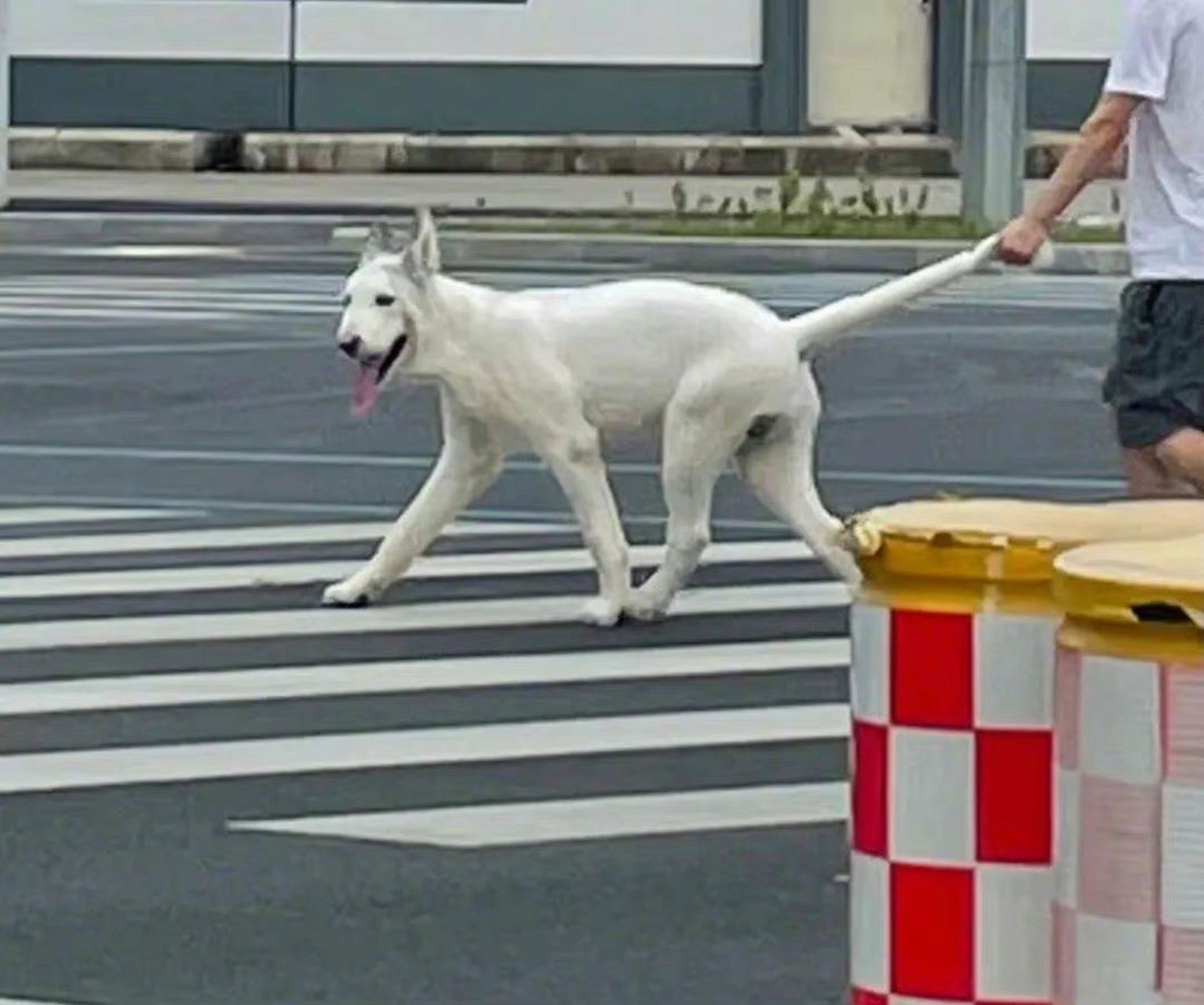 遛狗的方式比较特别