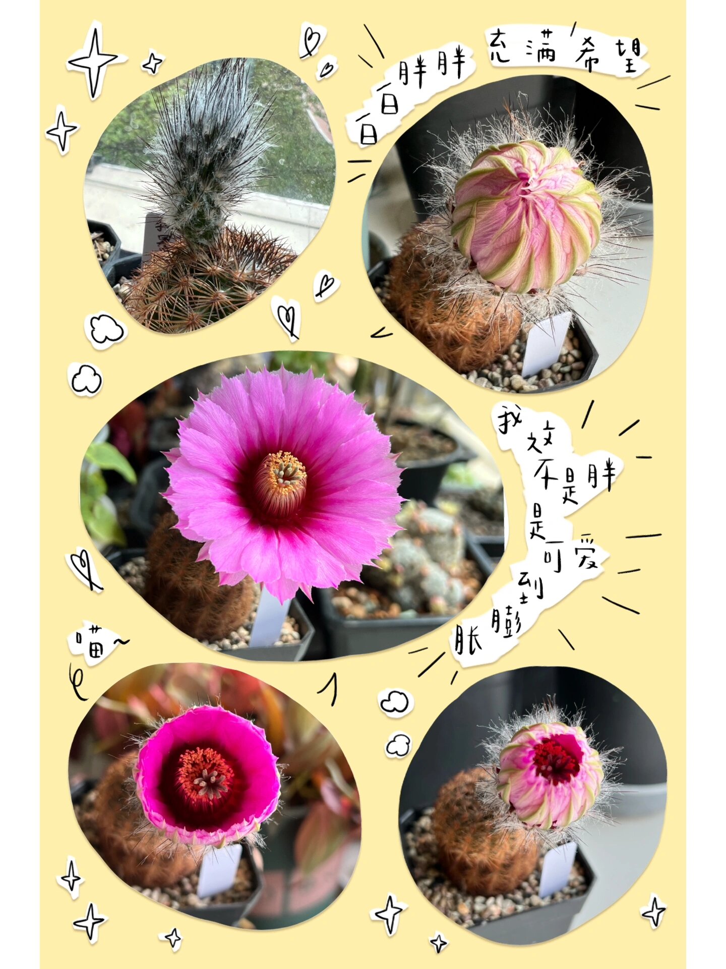 折墨虾仙人球惊艳的花