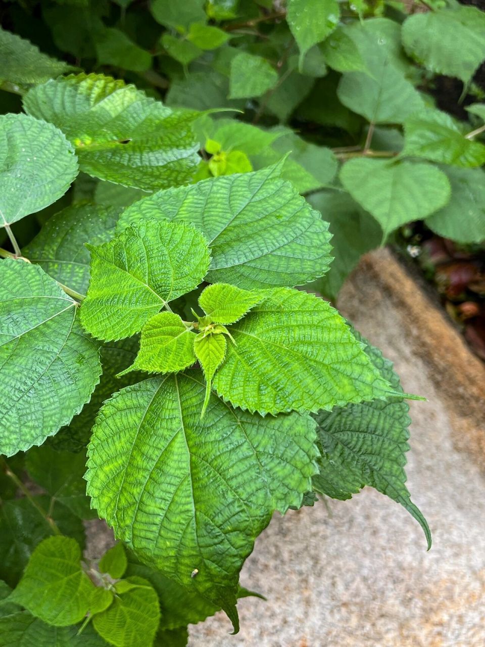 别称:(名医别录) 野麻(广东,贵州,湖南,湖北,安徽),野苎麻(贵州