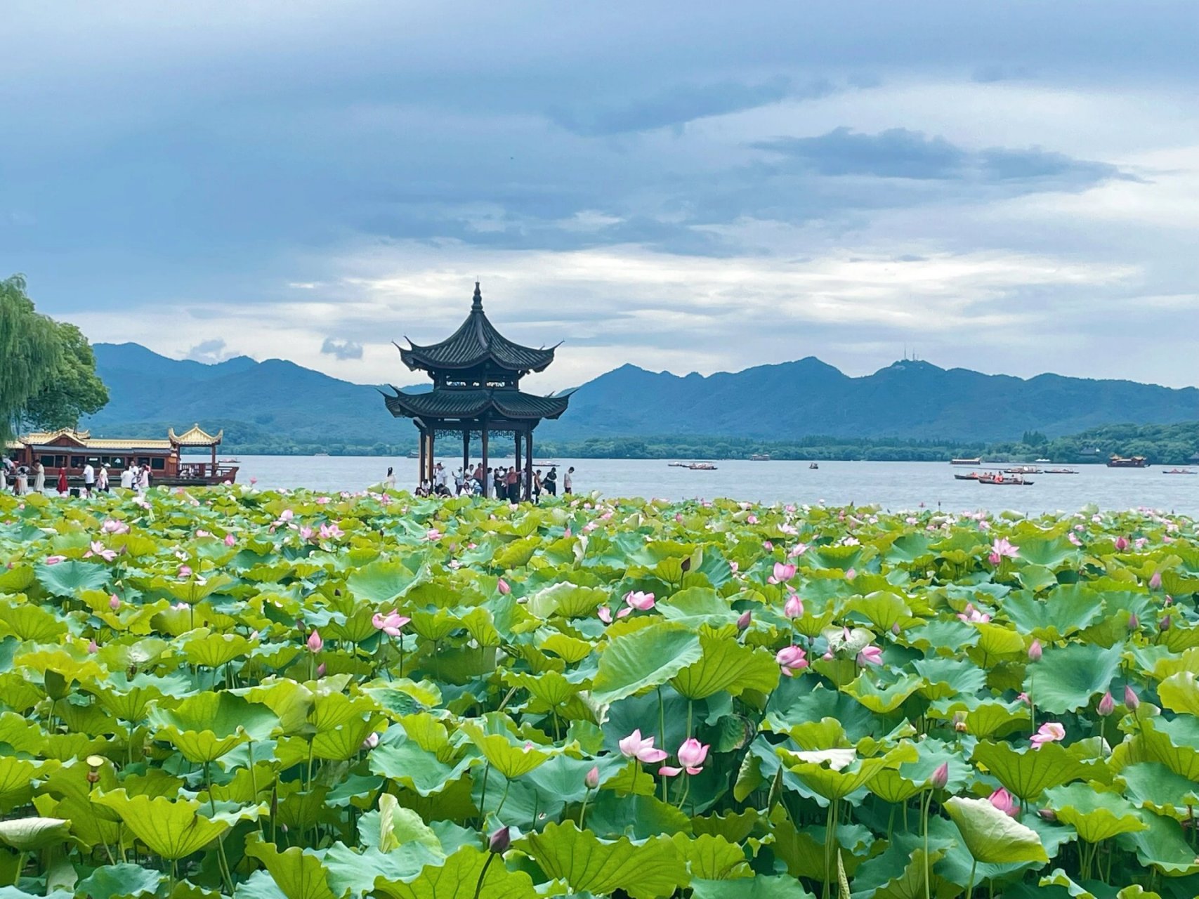 荷花风景 真实图片