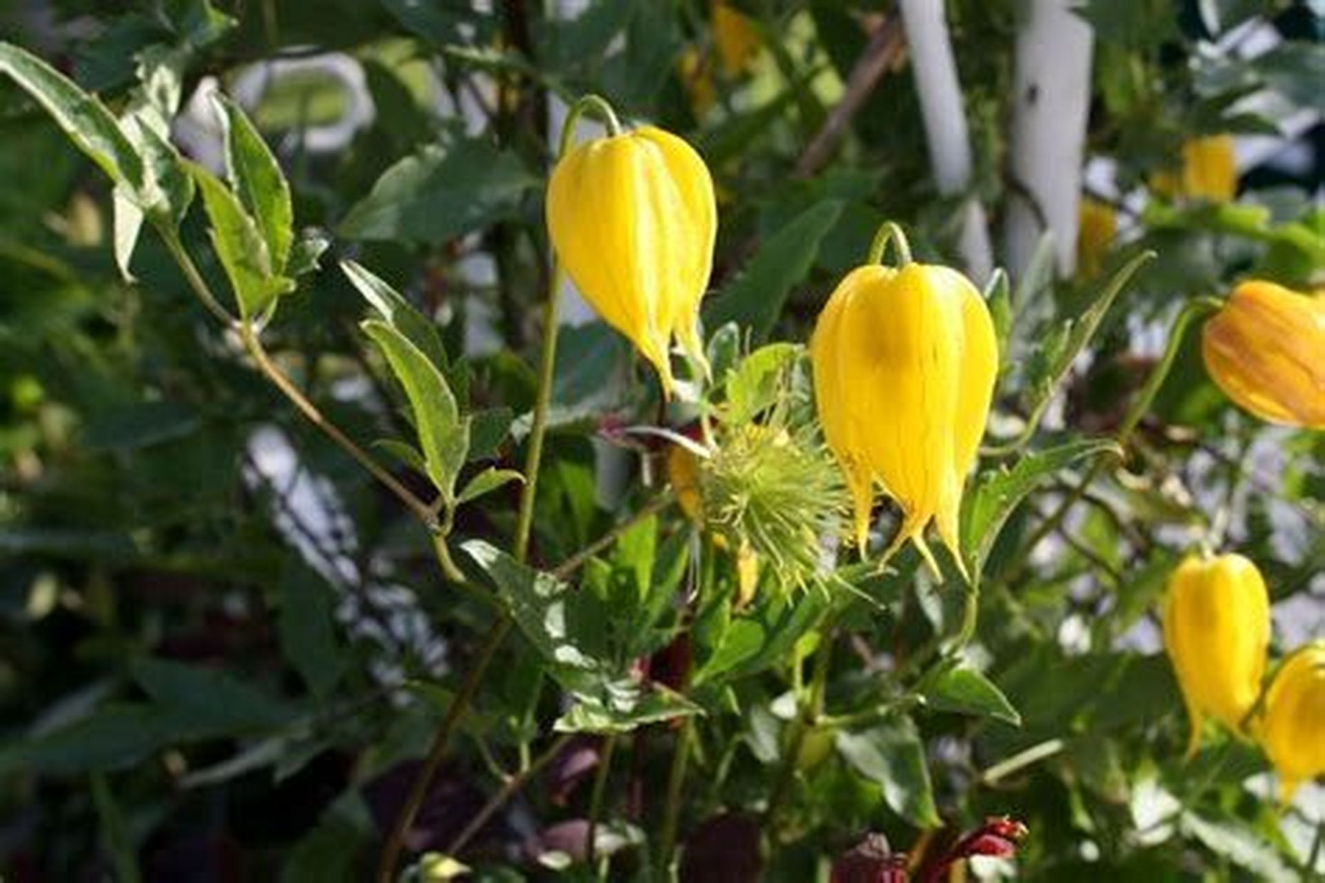 每日一植物/甘青铁线莲 毛茛科 ranunculaceae 铁线莲属 clematis 甘