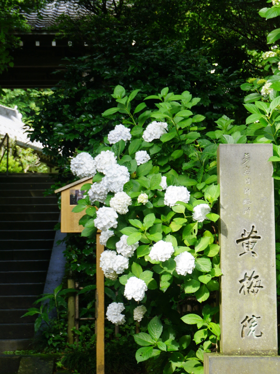 紫阳花のうららが图片