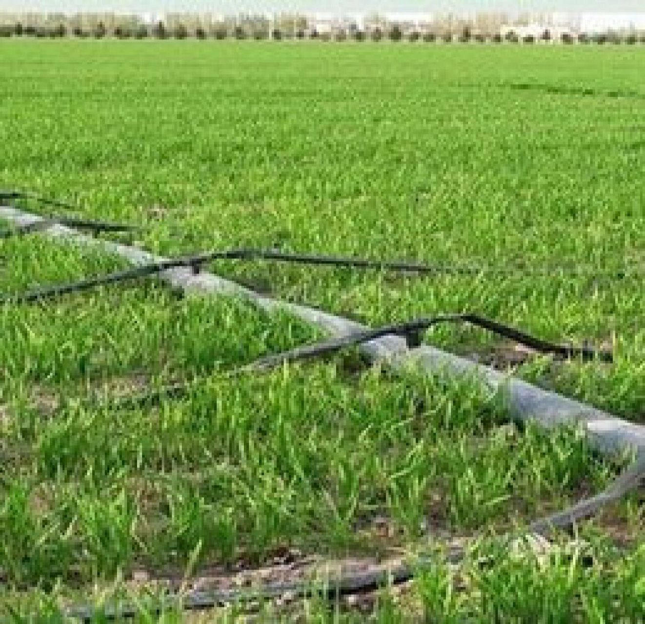 滴灌带的介绍   滴灌带有好几种分类:贴片式滴灌带,内嵌圆柱式滴灌管