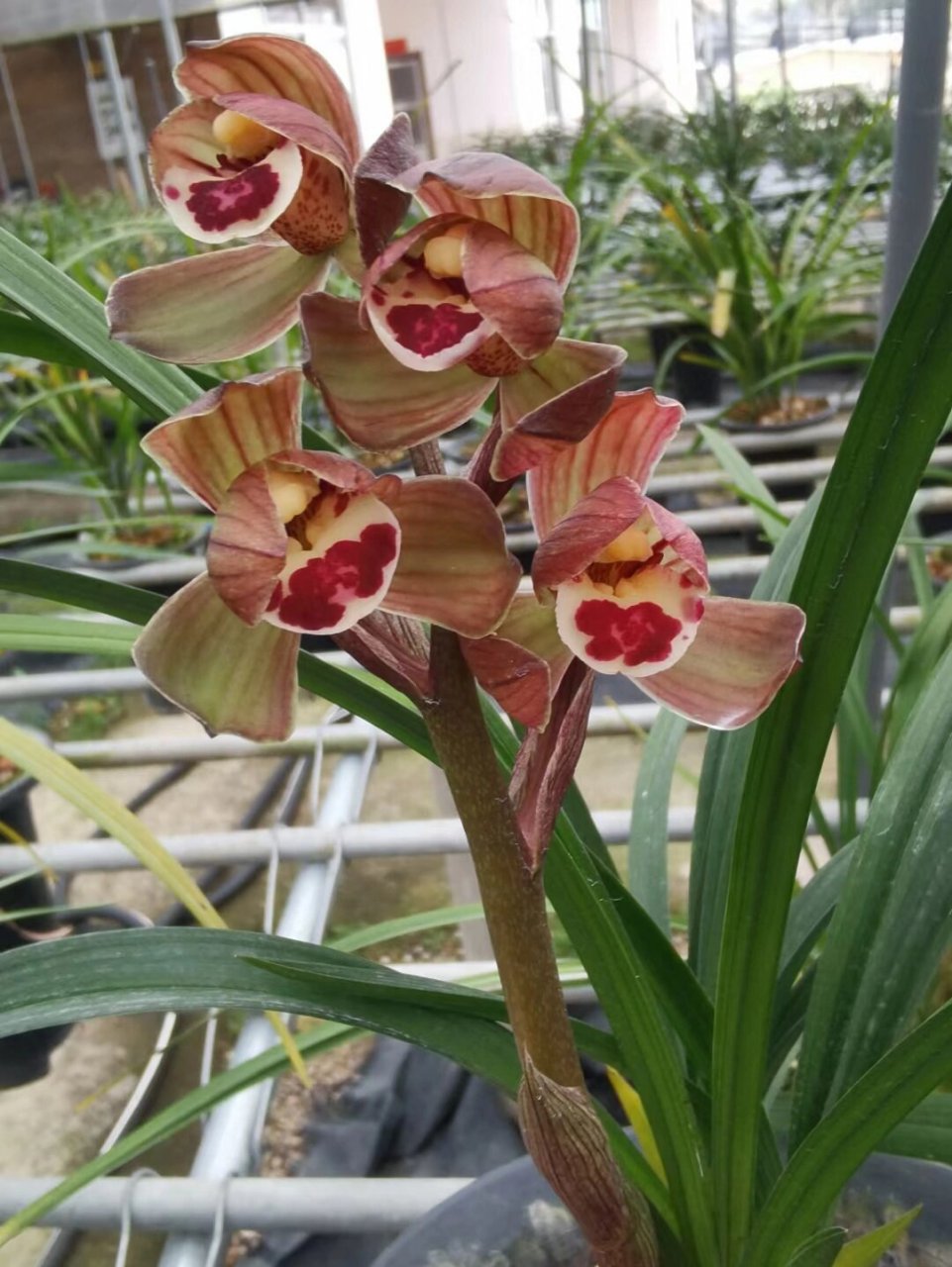 春剑红荷浓香型正格荷瓣花 特壮苗带多个花苞