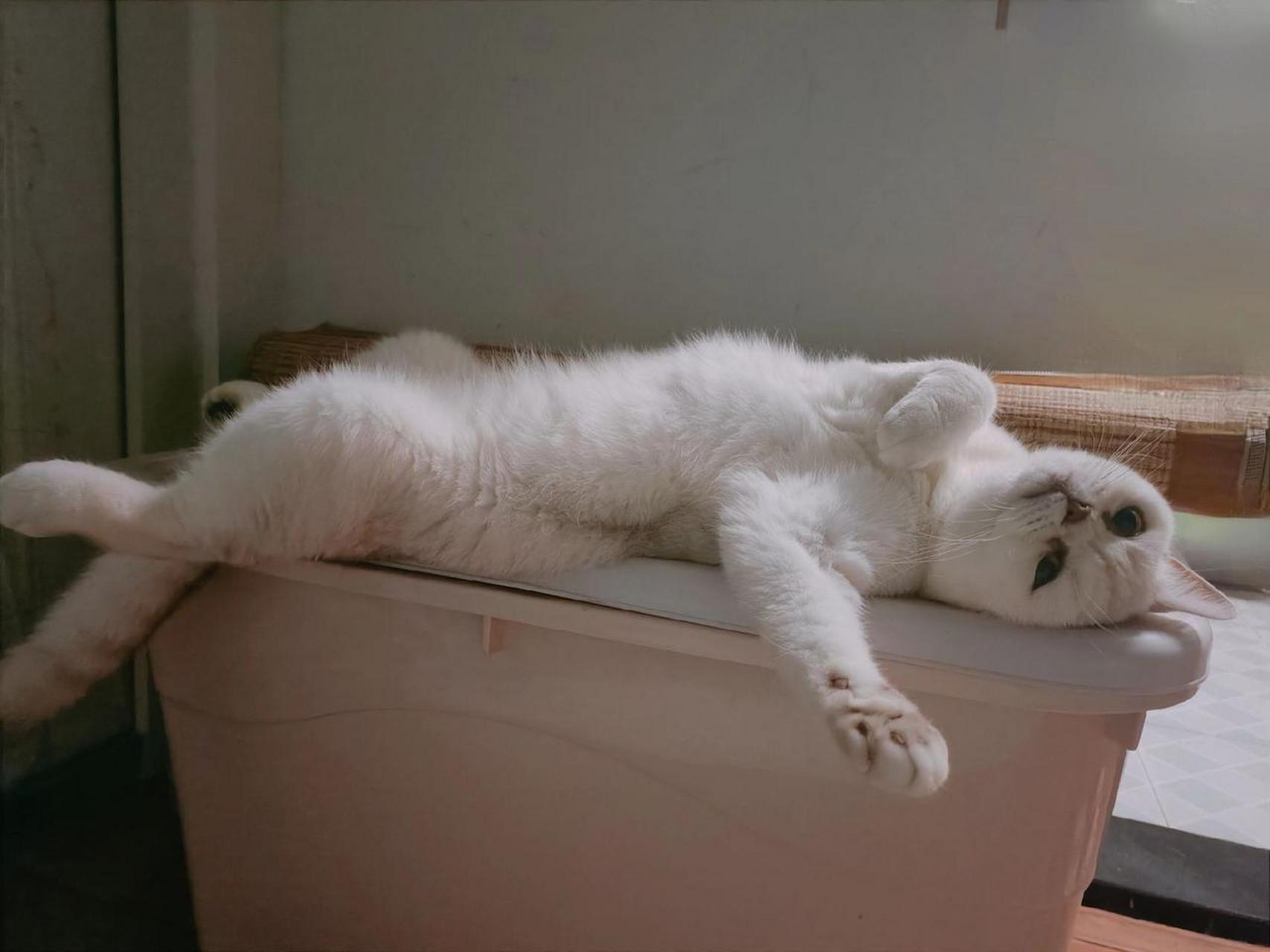 生无可恋小猫咪猫咪 萌宠日常记录 这一小坨猫谁受得了 猫咪的迷惑