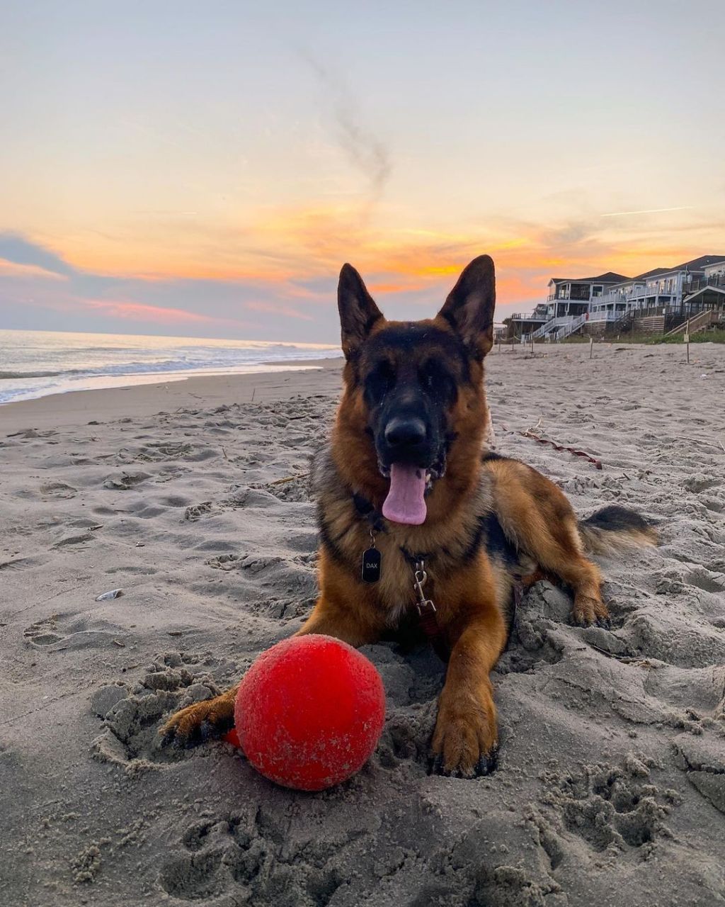 品种特点,训练技巧和饲养指南 本基地常年出售赛系德国牧羊犬幼犬