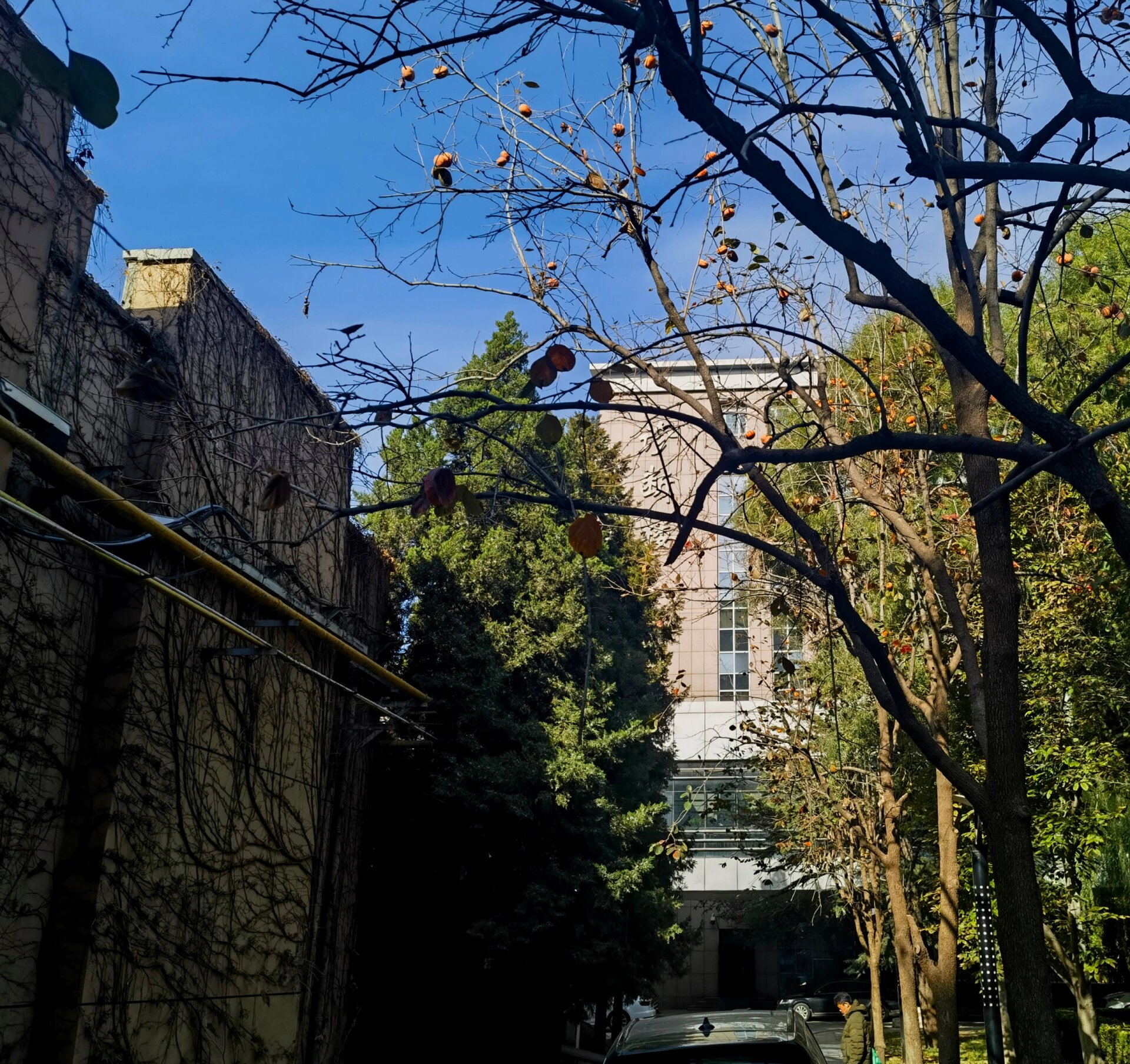 中国医学科学院肿瘤医院、怀柔区黄牛票贩子挂号号贩子的简单介绍