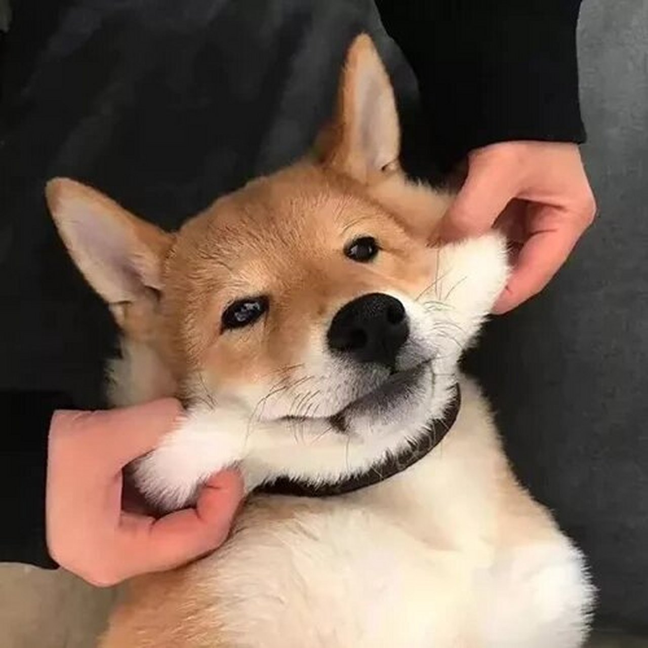 超可爱动物情头 修勾和修喵超配的(图源网络)