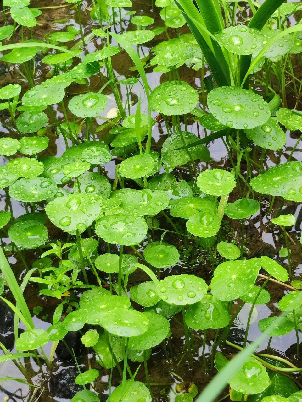 hydrocotyle verticillata南美天胡荽 南美天胡荽即常作为水生盆栽