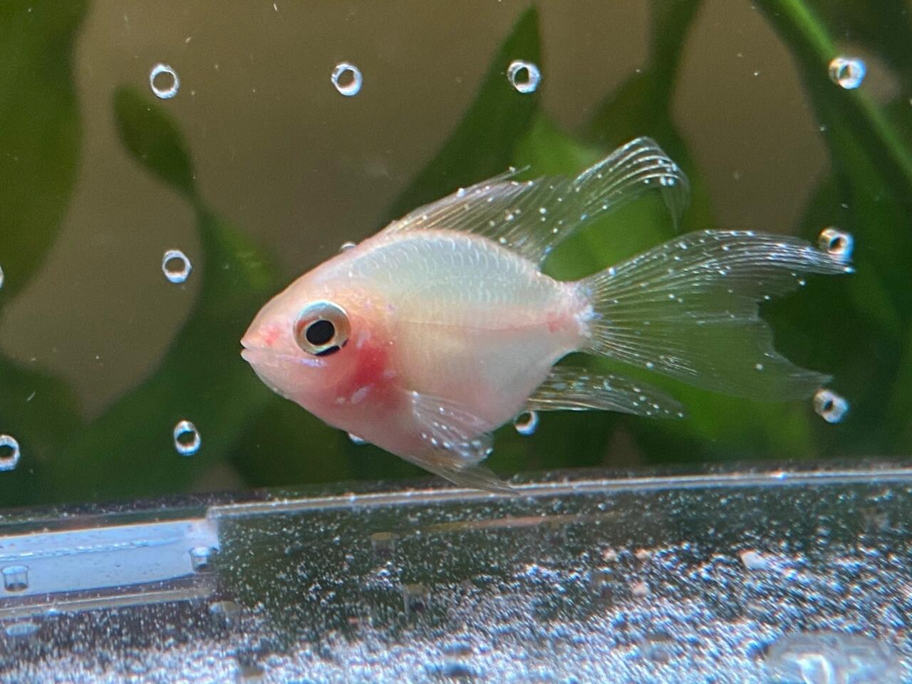 第47集 | 常见鱼病之白点病