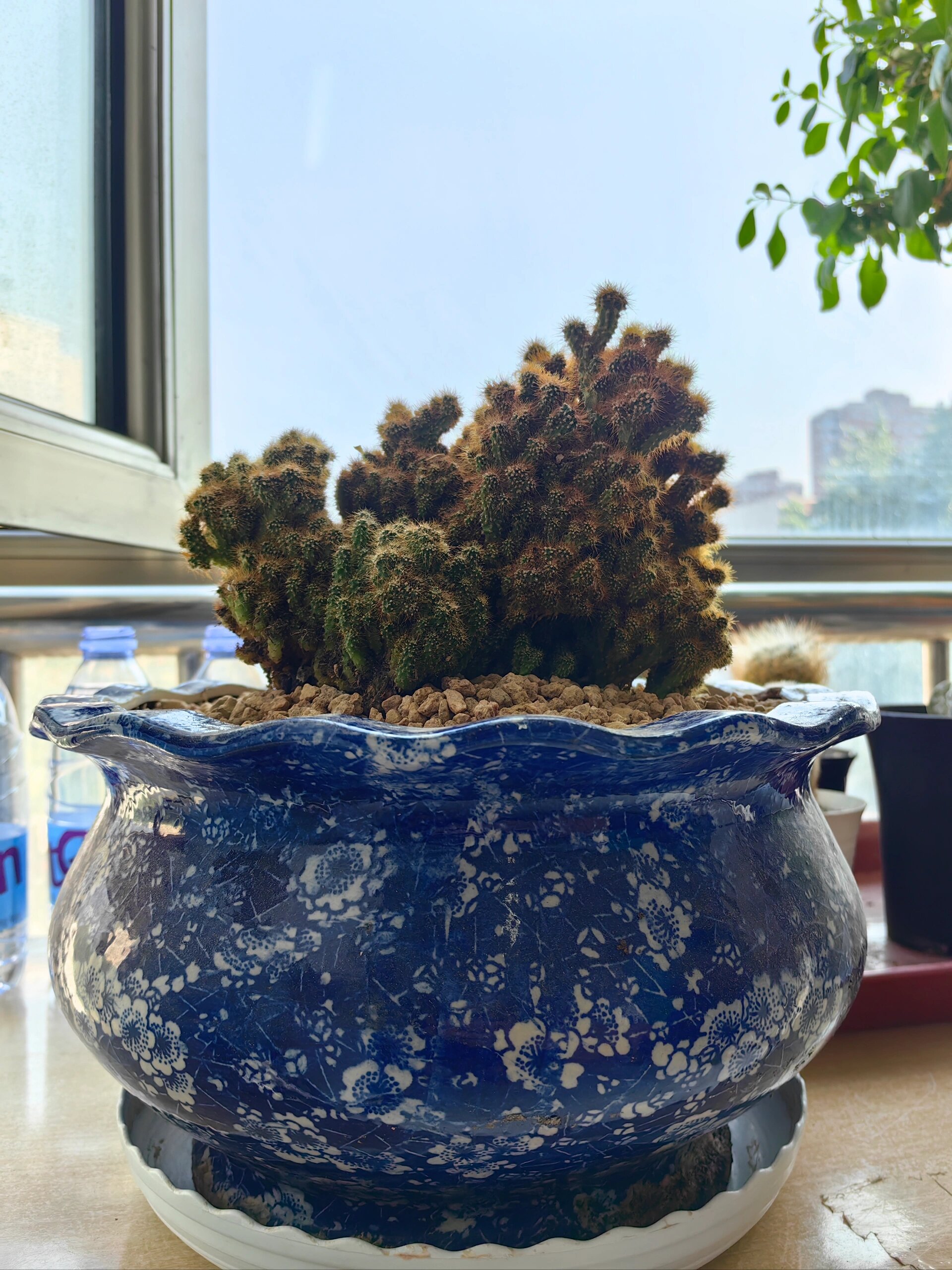 黄毛山影仙人掌十年控养
