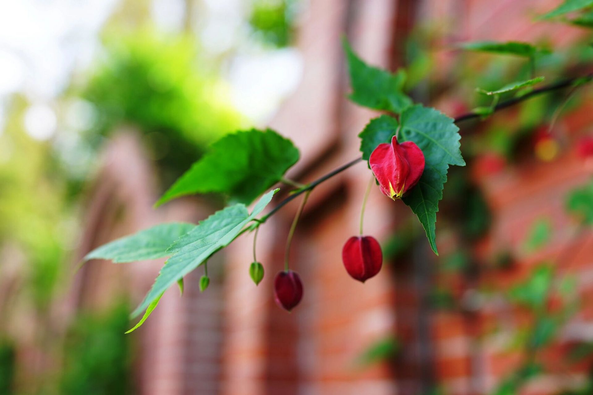 红萼茼麻|蔓性风铃花 一朵风铃绿叶间,红心吐金露芳颜.