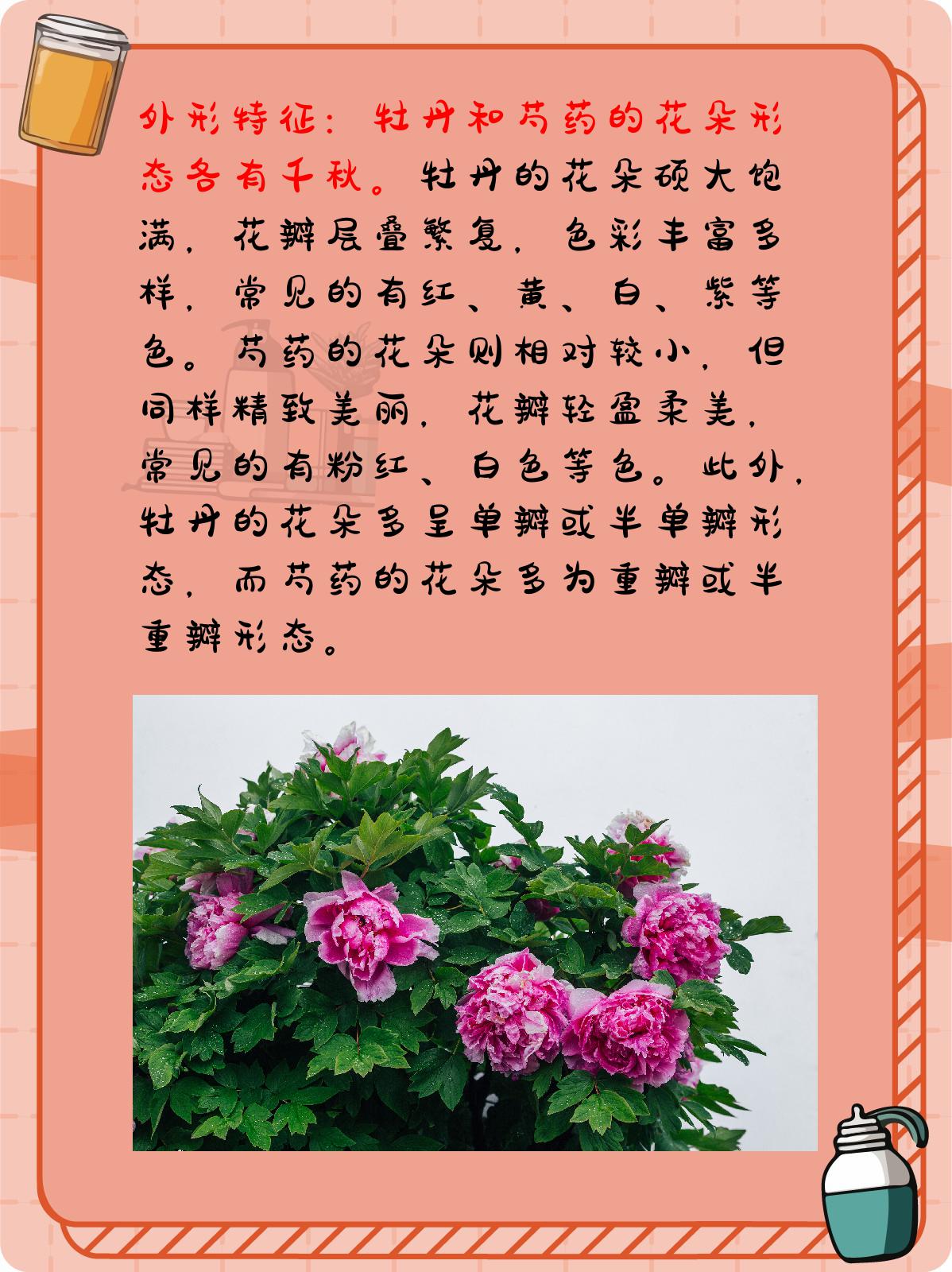 牡丹和芍药有什么区别