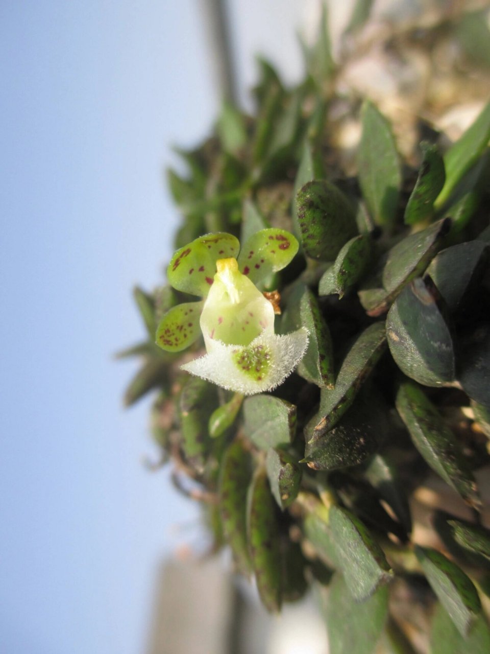 蜈蚣还阳草,也叫麻金钗,学名中华盆距兰 该药具清
