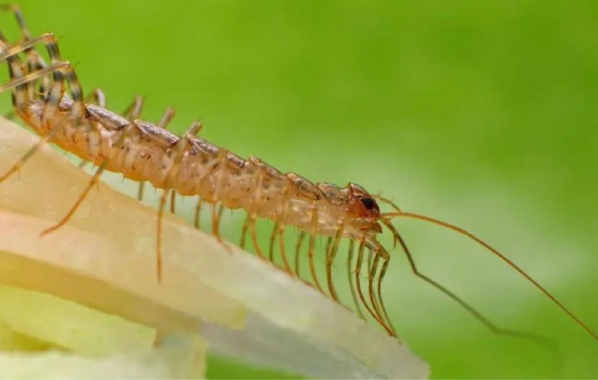 蚰蜒这种虫子不是很常见,它长得有些像蜈蚣,但是和蜈蚣还是有些区别