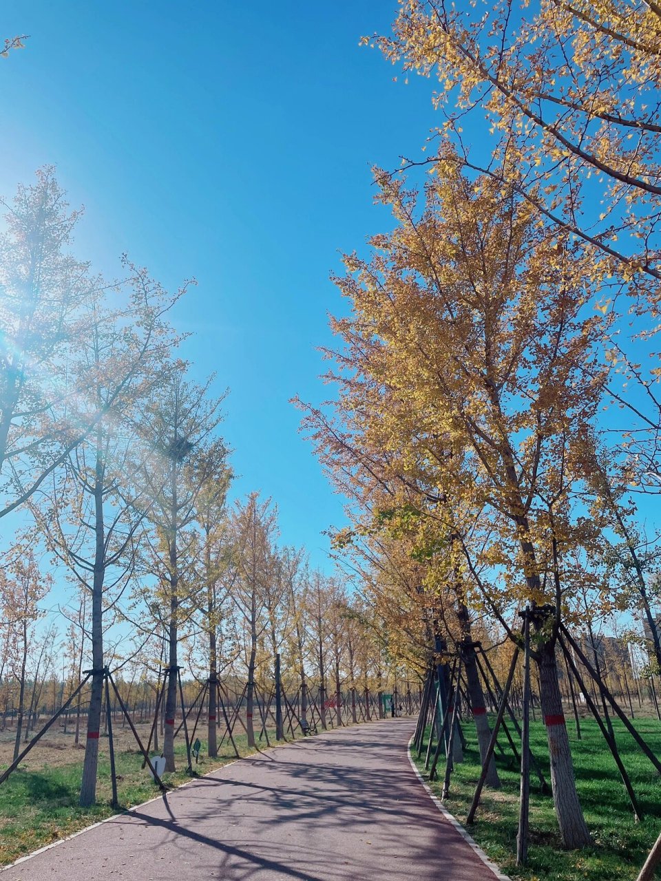 大厂61万亩银杏林 晚秋 银杏林没有想的那么茂密 但是也很好看 紫图