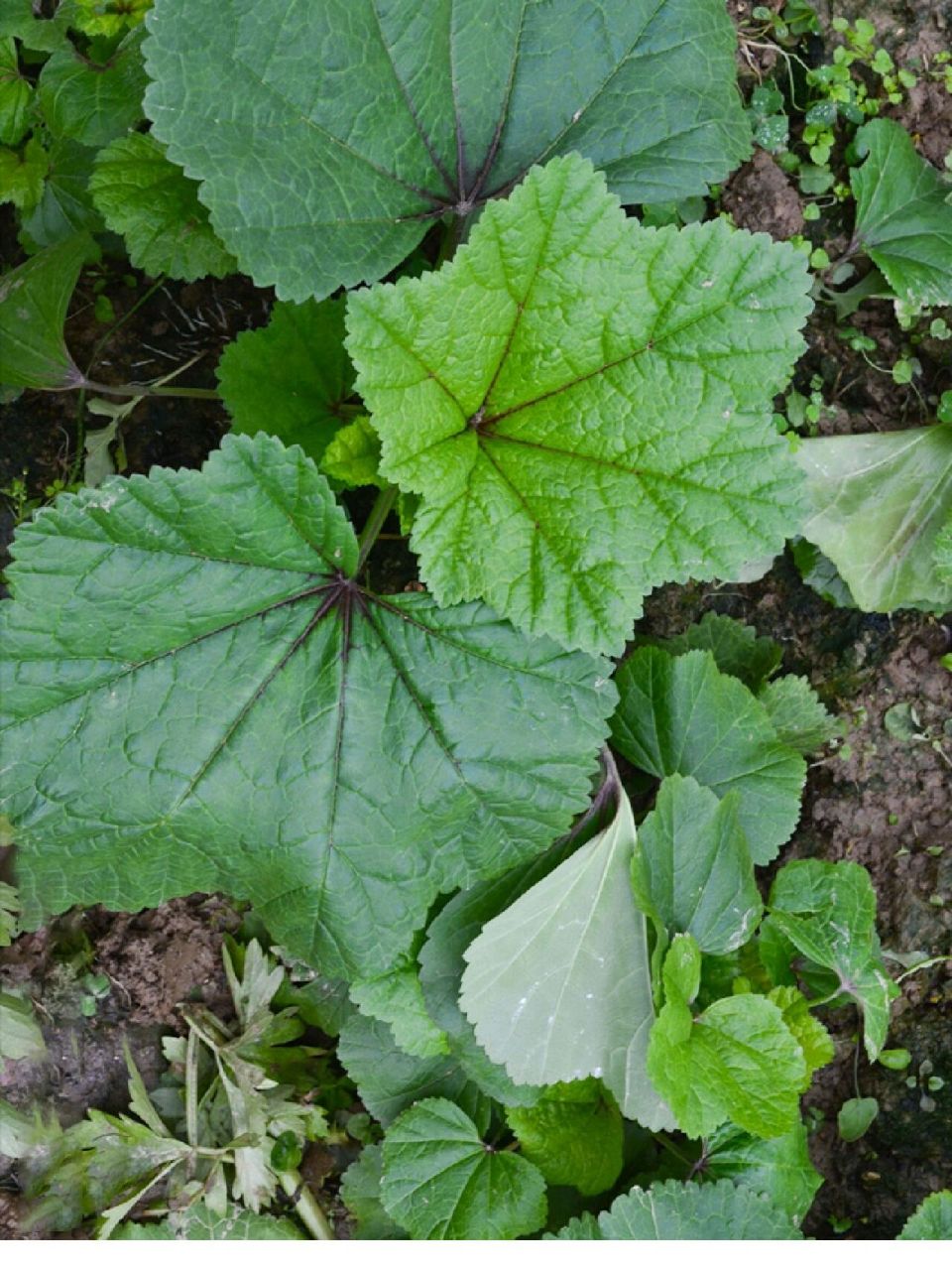 的季节,于是很多人开始在阳台种菜,对于阳台这种特殊的种植环境来说