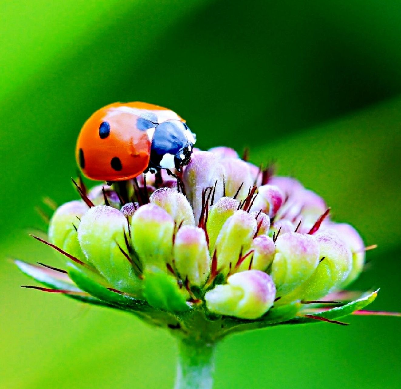七星瓢虫,俗名"花大姐".