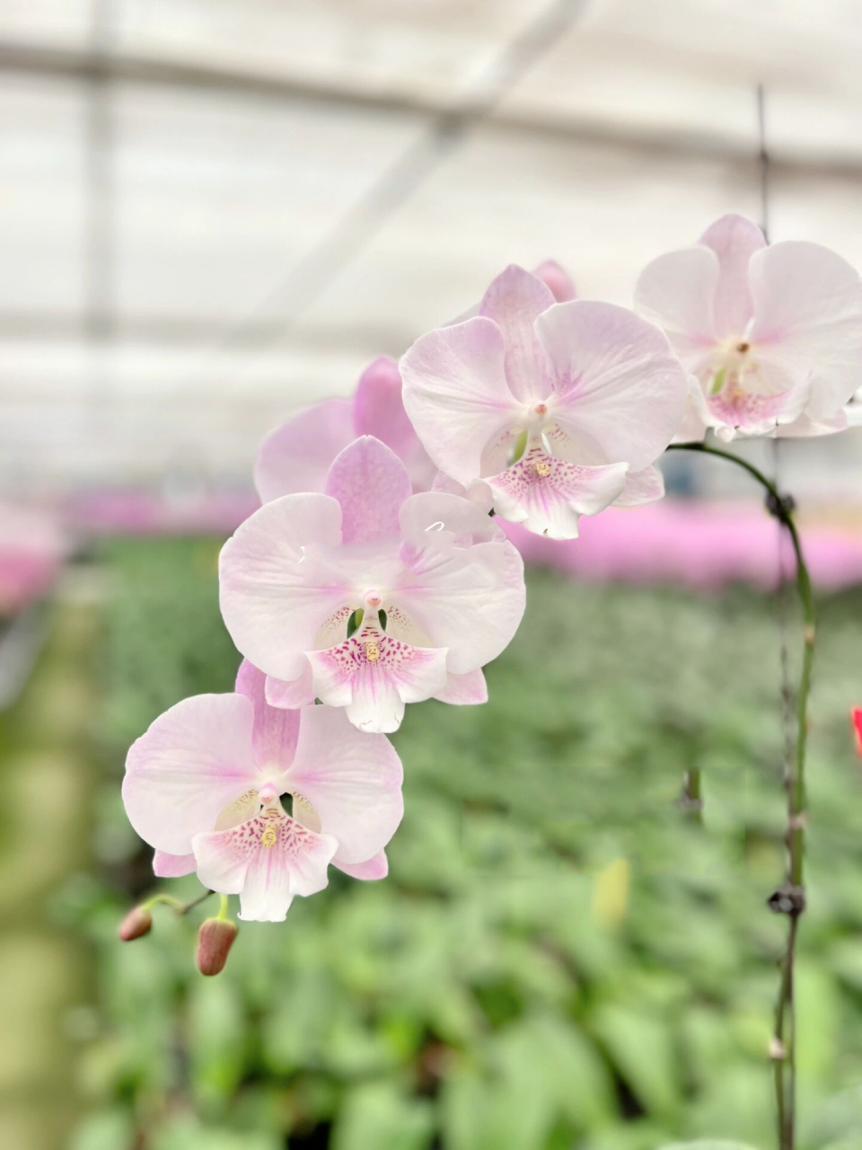 一款特别仙的大舌头蝴蝶兰 无名,组培中 提前给大家种草,往后应该是