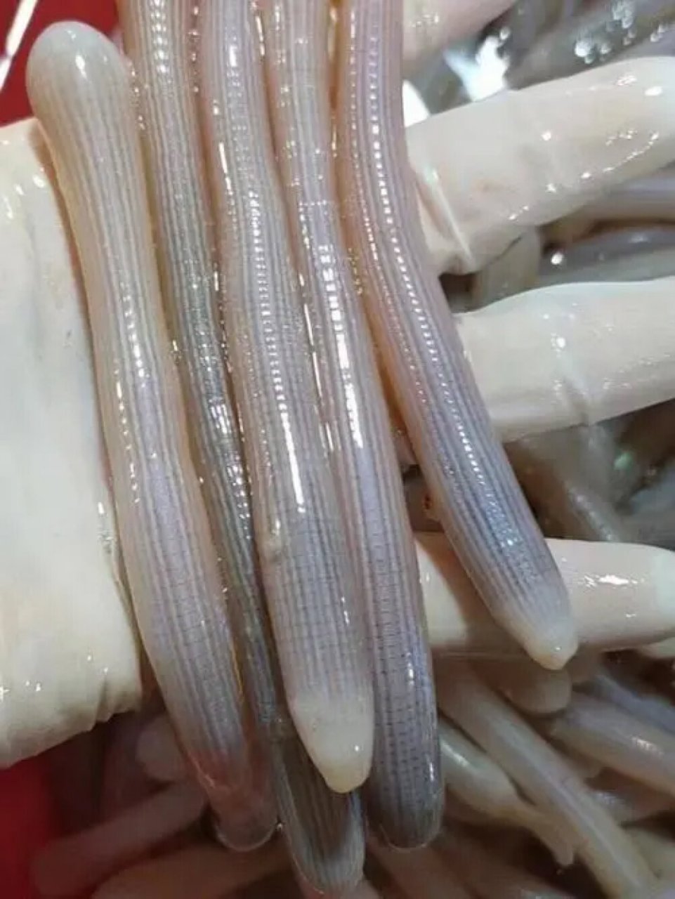 沙虫别称海人参,方格星虫,光裸星虫等,形状很像一根肠子,呈长筒形且