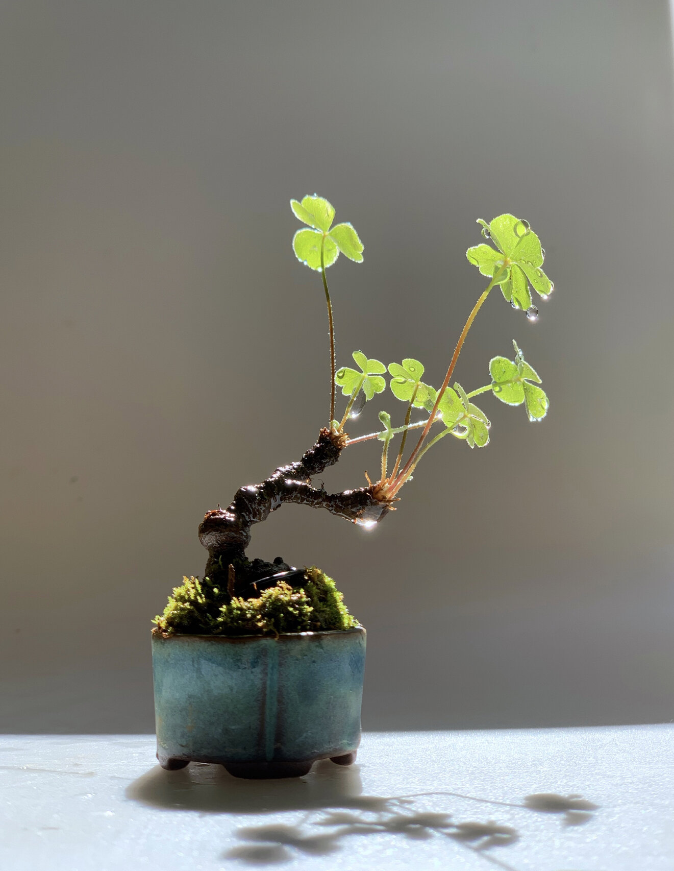 自制指尖微盆景老桩幸运草 微小而强壮的生命