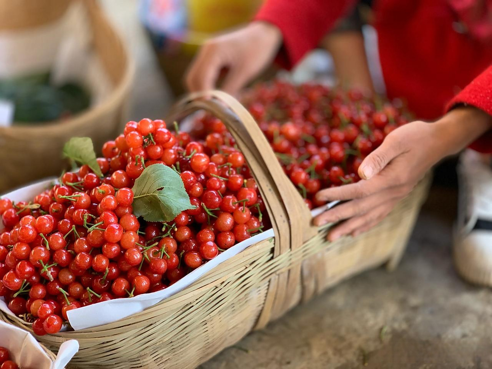 米易黄草的中华小樱桃