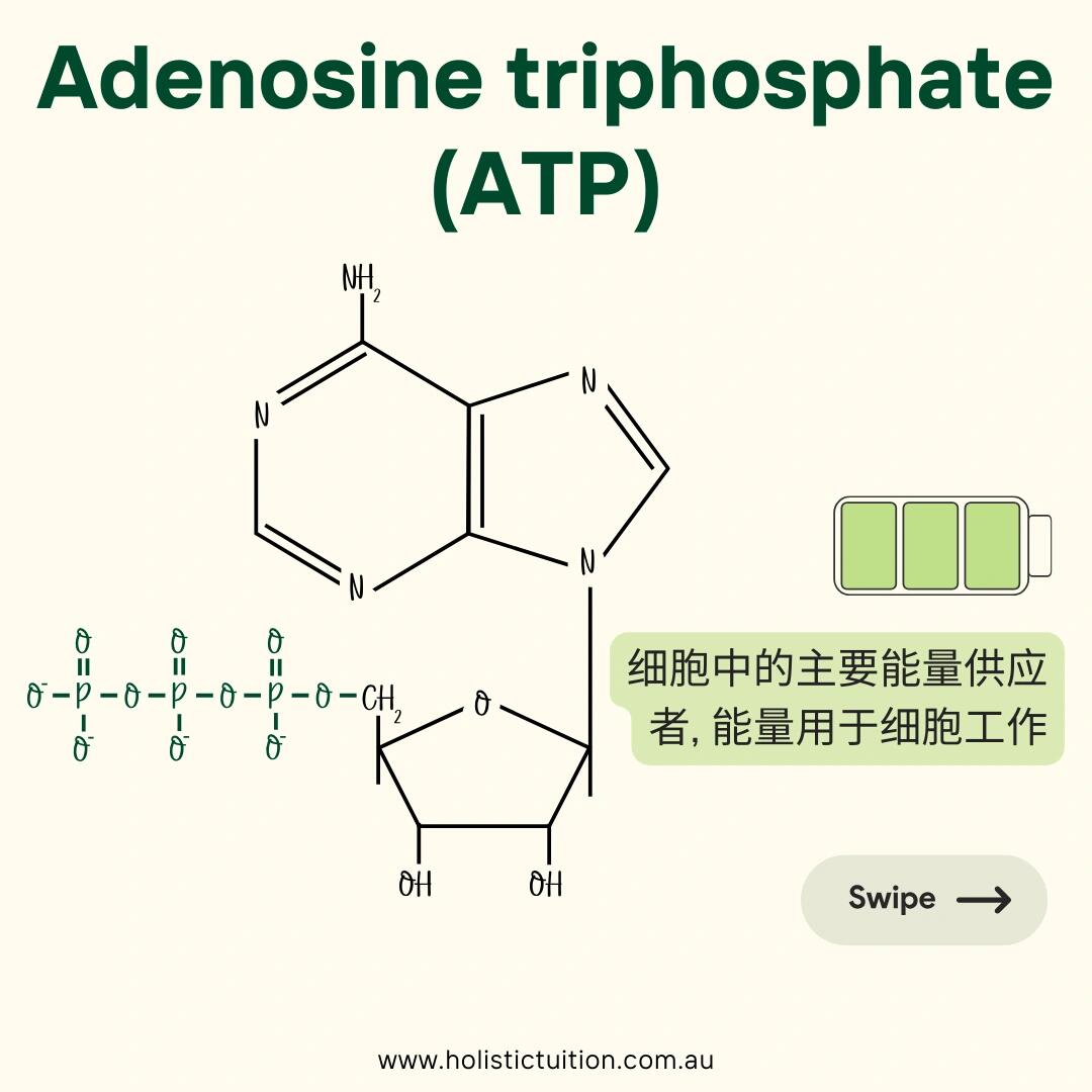 atp(腺苷三磷酸)91 - 结构:atp