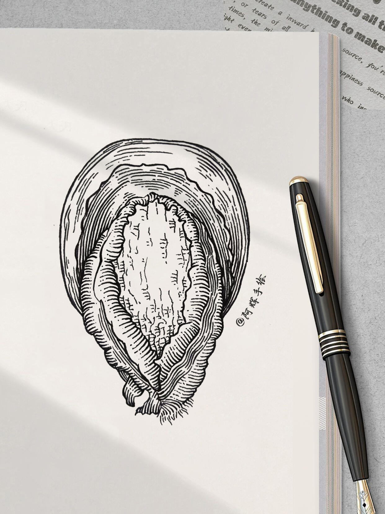 钢笔画~鲍鱼绘画步骤