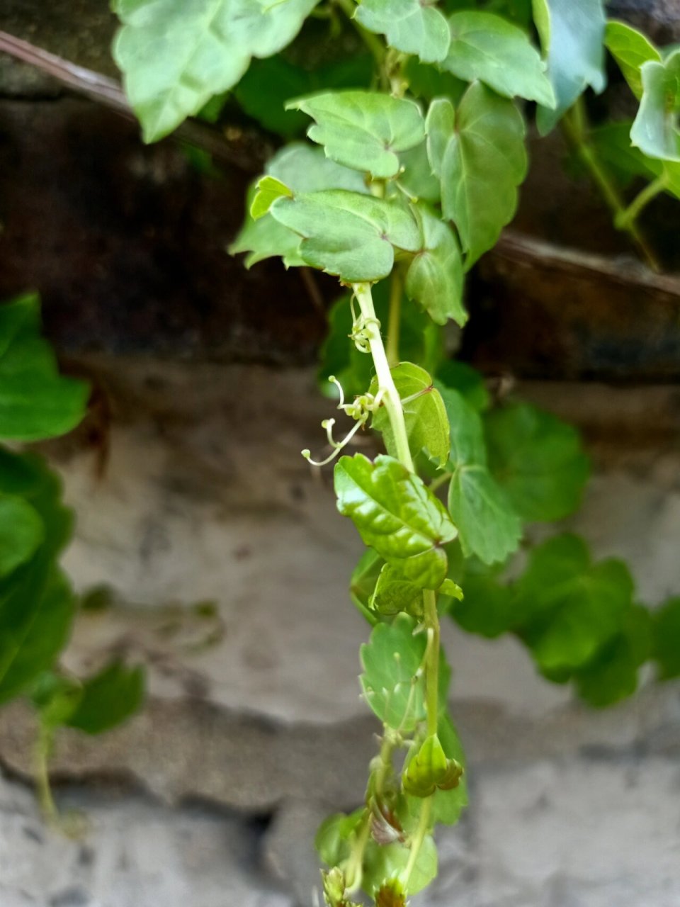 爬山虎的脚 爬山虎的脚长在茎上.