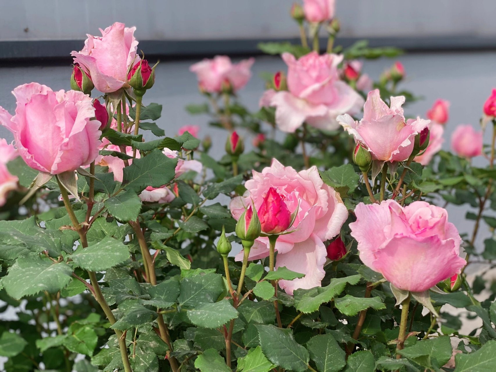 一年一度的索菲罗莎·月季