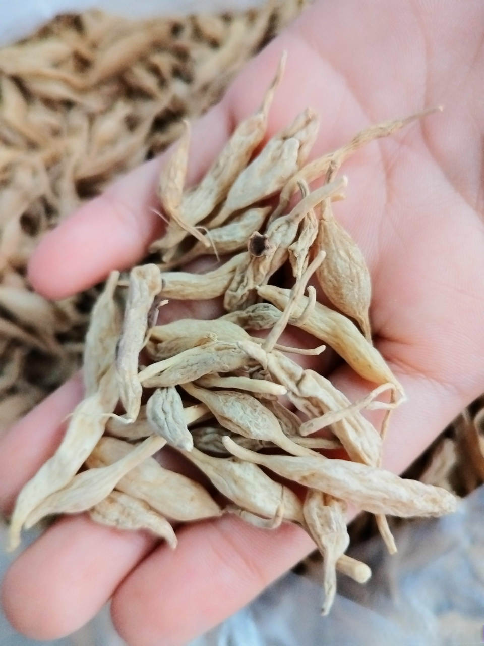 所谓靠山吃山,这个就是自己进山挖的野生麦冬,它的外表很像小番薯!