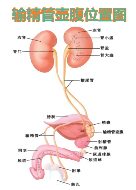 输精管壶腹就在输精管的最末端