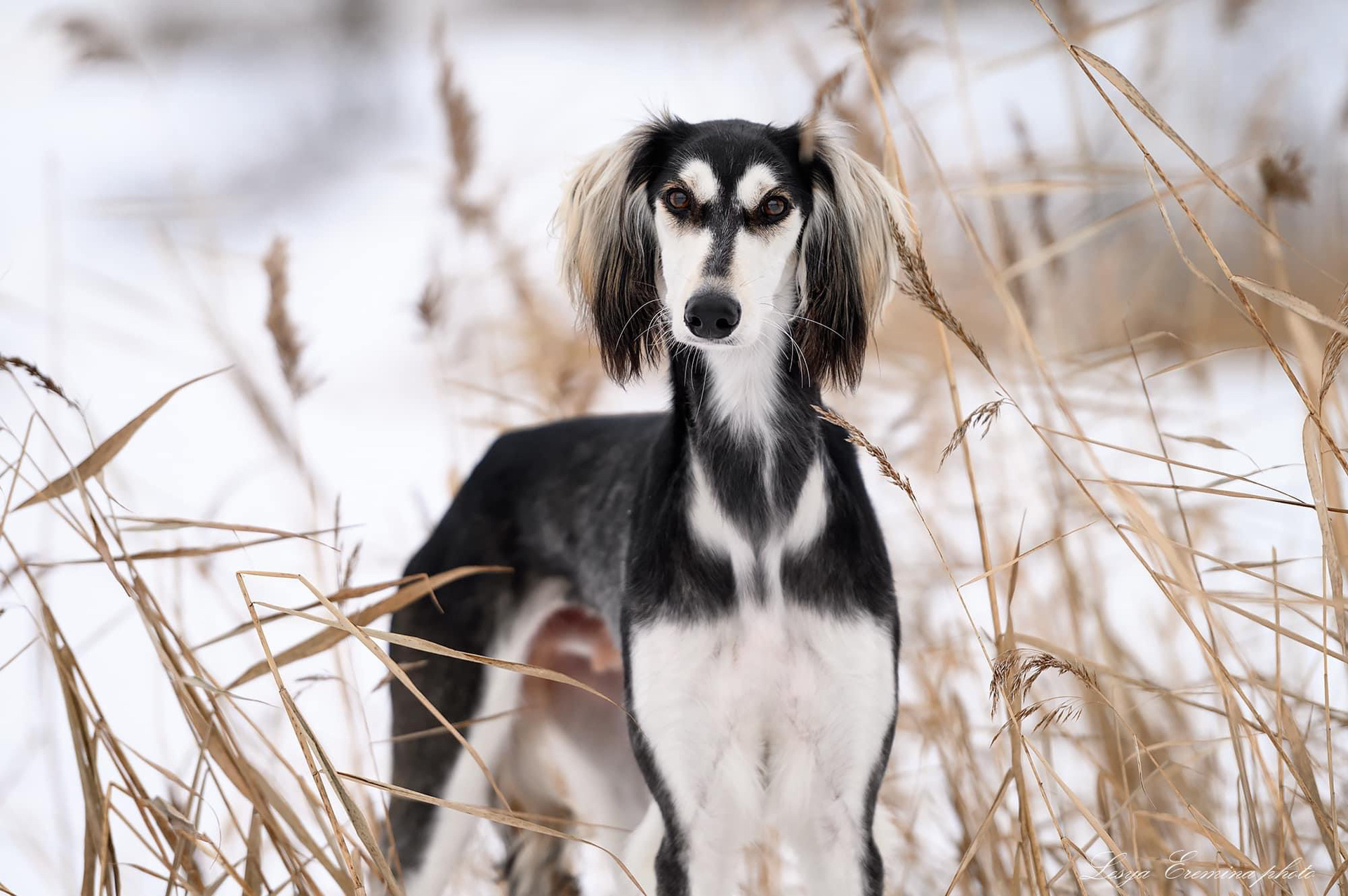 萨路基猎犬优缺点图片