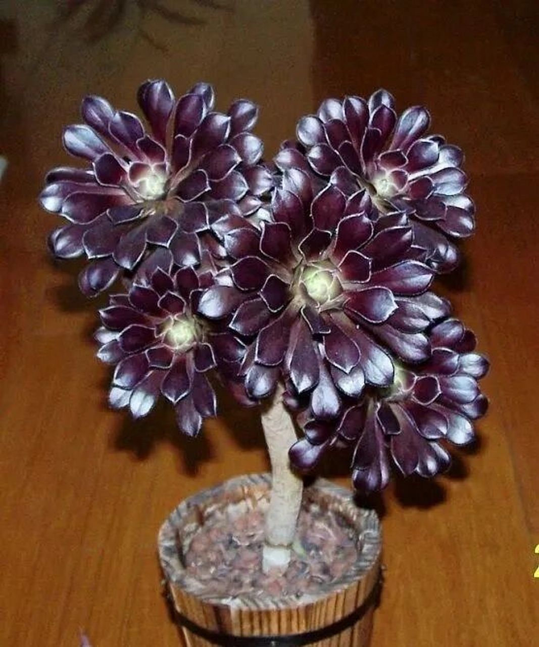 每天认识一种多肉 黑法师 	 黑法师景天科莲花掌属多肉植物(草本植物)