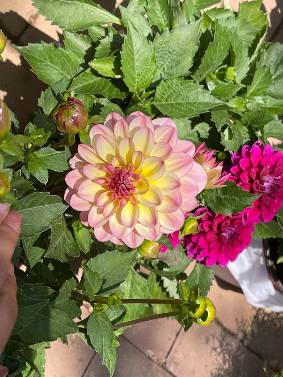 同一个颜色的大丽花和小丽花,你喜欢哪个?