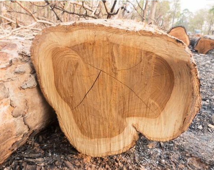 小众木材16---苦楝木