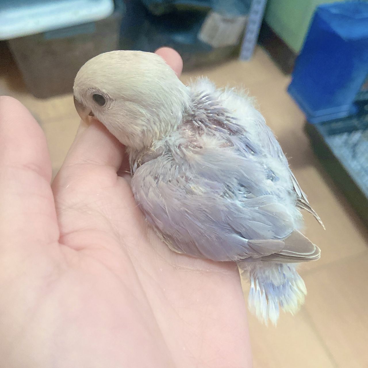 紫薰牡丹鹦鹉 半毛可爱亲人 软萌软萌 易推倒 长大像小狗一样粘着你