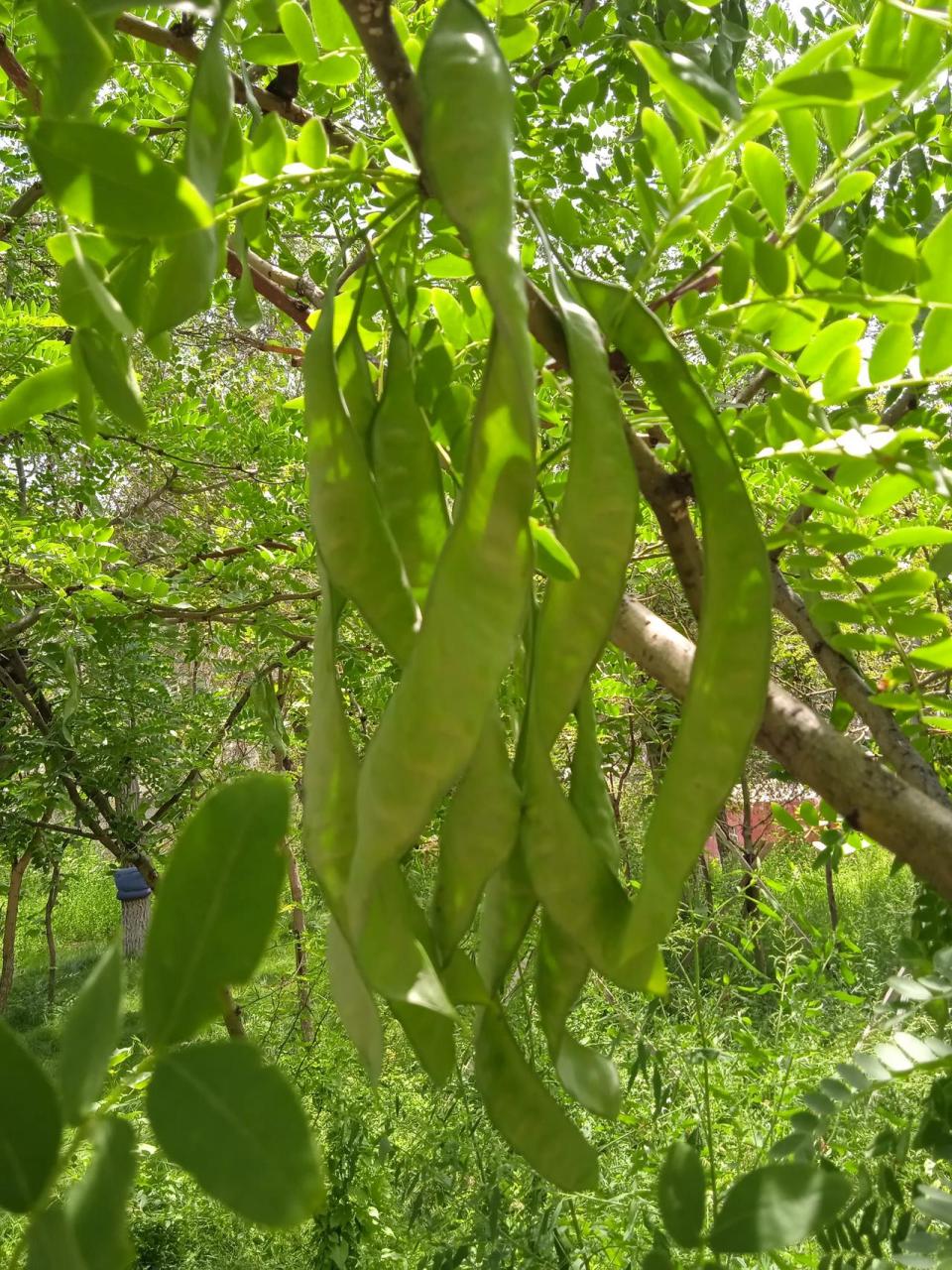 乌鲁木齐有两种特别的树,夏天都要结像豆角一样的东西,有一种又长又宽